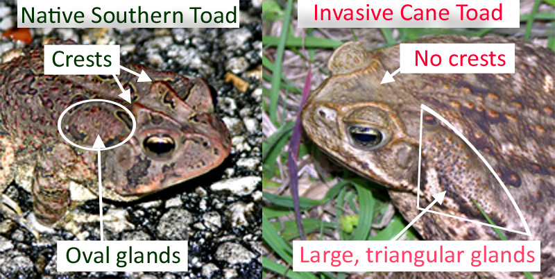 Native Southern Toad vs Invasive Cane Toad