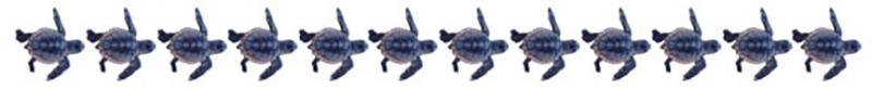 Hatchling sea turtles