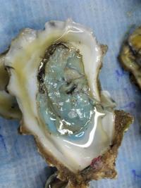 Blue green oyster