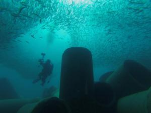 Diver with baitfish