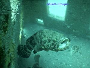 Goliath Grouper at Foote Reef