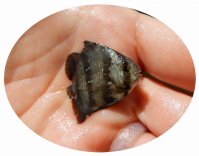 Juvenile Atlantic Spadefish