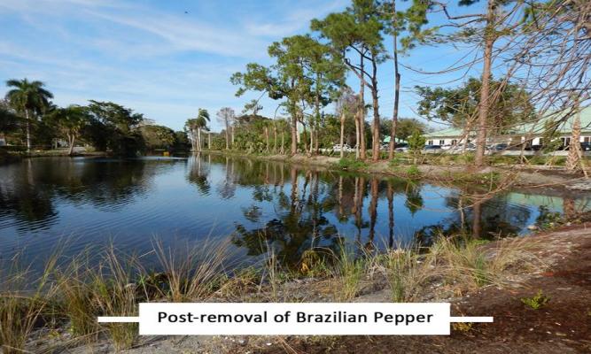 Post-removal of Brazilian Pepper