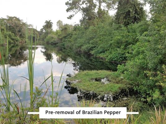 Pre-removal of Brazilian Pepper
