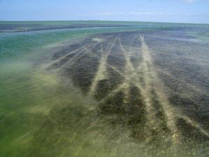 Seagrass Scars