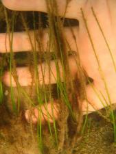 Shoal grass