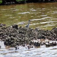 Yellow-crowned night heron on oyster reef
