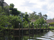Mangroves behind dock