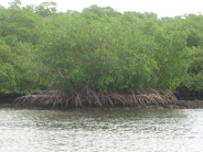 Mangroves on Oyster Reef