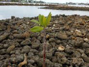Mangrove seedling on reef May 2021