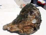 Oyster spat on large shell May 2020