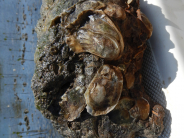Oysters on rock, May 2020