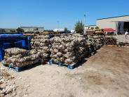 Pallets of oyster shell bags for reefs
