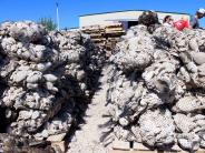 Pallets of oyster shell bags for reefs