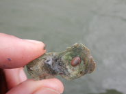 Chiton on oyster shell