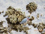 Green heron on oyster reef