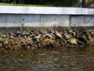 Seawall protection with mangrove seedlings