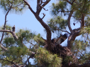 Eaglet stretching wings