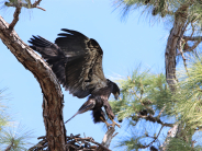 Eaglet jumping from branches