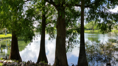 Cypress on lake