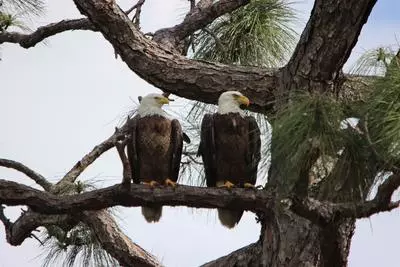 Bald Eagle pair