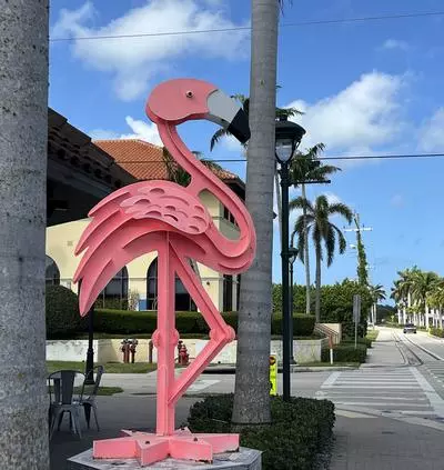 Flamingo
