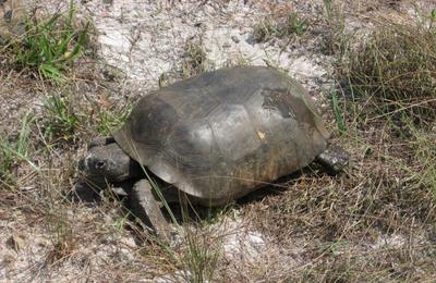 Gophertortoise