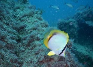 Butterflyfish