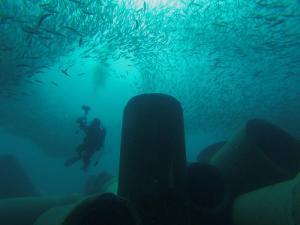Diver Baitfish