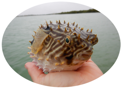 Burrfish