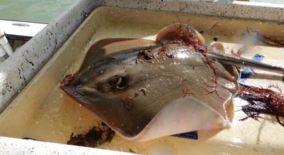 Southern stingray 