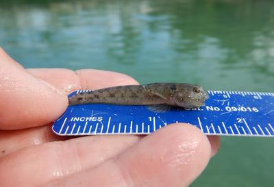 Emerald goby