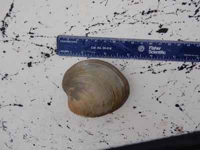 Live quahog