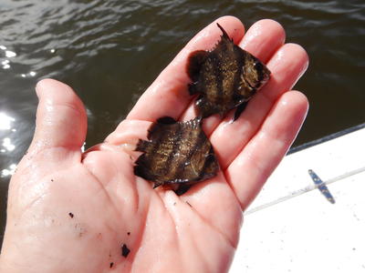 Spade fish