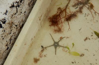 Brittle star