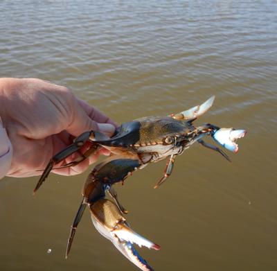 Blue crab