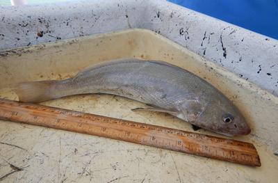 Whiting
