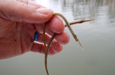 Pipe fish