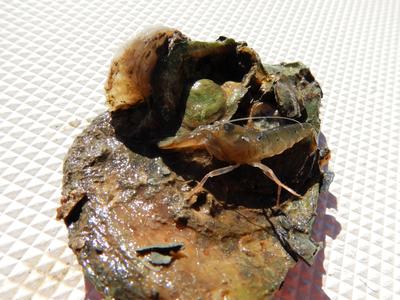 Snapping shrimp on oysters