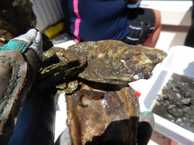Code goby on oyster shell