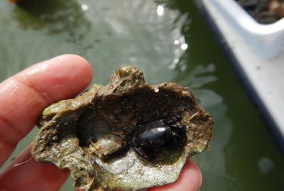 Juvenile mud and stone crabs on an oyster shell