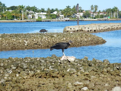 Vultures scavenging on oyster reefs