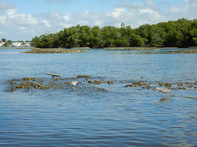 Willet on oyster reef 