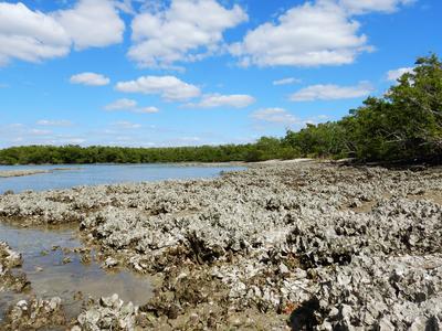 Monitoring reference oyster reef