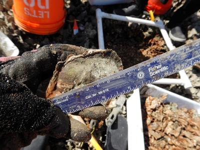 Measuring oyster size