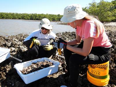 Counting oysters at the reference site