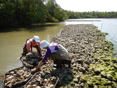 Site 1 oyster tray deployment