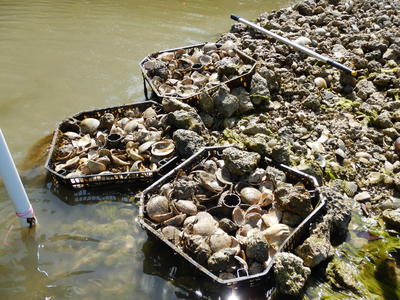 Site 1 oyster trays