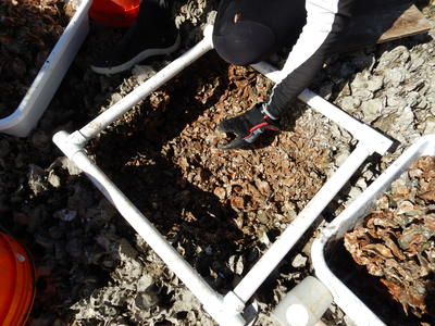 Site 1 pre-restoration monitoring with quadrat