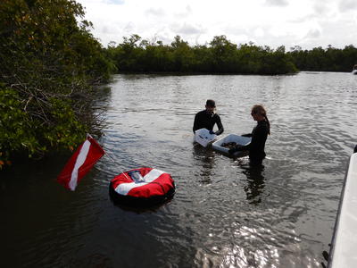 Site 3 oyster pre-restoration monitoring